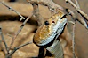 Red diamond rattlesnake.  The red diamond rattlesnake is the largest rattlesnake in southern California, reaching a length of 6 feet (2m).  It occurs from the coast to elevations of 5000 feet. Image #12596