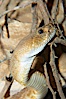 Red diamond rattlesnake.  The red diamond rattlesnake is the largest rattlesnake in southern California, reaching a length of 6 feet (2m).  It occurs from the coast to elevations of 5000 feet. Image #12597