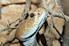 Red diamond rattlesnake.  The red diamond rattlesnake is the largest rattlesnake in southern California, reaching a length of 6 feet (2m).  It occurs from the coast to elevations of 5000 feet. Image #12599