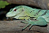 Emerald tree monitor lizard.  Arboreal, dwelling in trees in New Guinea jungles where it hunts birds and small mammals. Image #12602