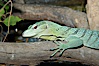 Emerald tree monitor lizard.  Arboreal, dwelling in trees in New Guinea jungles where it hunts birds and small mammals. Image #12603