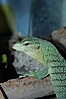 Emerald tree monitor lizard.  Arboreal, dwelling in trees in New Guinea jungles where it hunts birds and small mammals. Image #12604