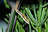 Twig snake.  The twig snake is back-fanged, having its short fangs situated far back in the mouth.  Its venom will subdue small prey such as rodents.  Its is well camouflaged, resembling a small twig or branch in the trees that it inhabits. Image #12605