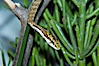 Twig snake.  The twig snake is back-fanged, having its short fangs situated far back in the mouth.  Its venom will subdue small prey such as rodents.  Its is well camouflaged, resembling a small twig or branch in the trees that it inhabits. Image #12606