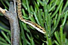 Twig snake.  The twig snake is back-fanged, having its short fangs situated far back in the mouth.  Its venom will subdue small prey such as rodents.  Its is well camouflaged, resembling a small twig or branch in the trees that it inhabits. Image #12608