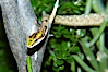 Twig snake.  The twig snake is back-fanged, having its short fangs situated far back in the mouth.  Its venom will subdue small prey such as rodents.  Its is well camouflaged, resembling a small twig or branch in the trees that it inhabits. Image #12609