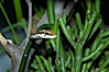 Twig snake.  The twig snake is back-fanged, having its short fangs situated far back in the mouth.  Its venom will subdue small prey such as rodents.  Its is well camouflaged, resembling a small twig or branch in the trees that it inhabits. Image #12610