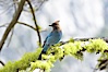 Stellers jay, also known as blue jay. Yosemite National Park, California, USA. Image #12662