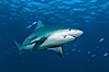 Bull shark. Great Isaac Island, Bahamas. Image #12717
