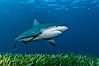 Bull shark. Great Isaac Island, Bahamas. Image #12718