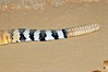 Rattle and characteristic stripes of the red diamond rattlesnake. Image #12733