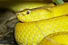 McGregors tree viper. Image #12735