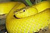 McGregors tree viper. Image #12736