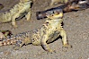 Sungazer lizard. Image #12738