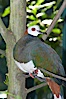 White-breasted imperial pidgeon, native to Sulawesi. Image #12749