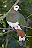 White-breasted imperial pidgeon, native to Sulawesi. Image #12751