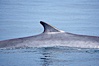 Fin whale dorsal fin.  The fin whale is named for its tall, falcate dorsal fin.  Mariners often refer to them as finback whales.  Coronado Islands, Mexico (northern Baja California, near San Diego). Coronado Islands (Islas Coronado), Coronado Islands, Baja California, Mexico. Image #12769