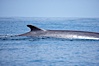 Fin whale dorsal fin.  The fin whale is named for its tall, falcate dorsal fin.  Mariners often refer to them as finback whales.  Coronado Islands, Mexico (northern Baja California, near San Diego). Coronado Islands (Islas Coronado), Coronado Islands, Baja California, Mexico. Image #12771