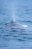 A fin whale blows at the surface between dives.  Coronado Islands, Mexico (northern Baja California, near San Diego). Coronado Islands (Islas Coronado). Image #12772