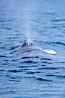 A fin whale blows at the surface between dives.  Coronado Islands, Mexico (northern Baja California, near San Diego). Coronado Islands (Islas Coronado), Coronado Islands, Baja California, Mexico. Image #12772