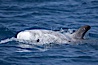 Rissos dolphin.  Note distinguishing and highly variable skin and dorsal fin patterns, characteristic of this species. White scarring, likely caused by other Risso dolphins teeth, accumulates during the dolphins life so that adult Rissos dolphins are usually almost entirely white. San Diego, California, USA. Image #12792