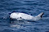 Rissos dolphin.  Note distinguishing and highly variable skin and dorsal fin patterns, characteristic of this species. White scarring, likely caused by other Risso dolphins teeth, accumulates during the dolphins life so that adult Rissos dolphins are usually almost entirely white. San Diego, California, USA. Image #12799
