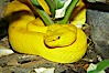 McGregors tree viper. Image #12813