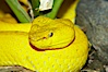 McGregors tree viper. Image #12814
