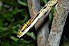 Twig snake.  The twig snake is back-fanged, having its short fangs situated far back in the mouth.  Its venom will subdue small prey such as rodents.  Its is well camouflaged, resembling a small twig or branch in the trees that it inhabits. Image #12816