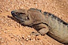 Caribbean rock iguana.  Rock iguanas play an important role in the Caribbean islands due to their diet of fruits, flowers and leaves.  The seeds pass through the digestive tract of the iguana and are left behind in its droppings, helping to spread the seeds the grow new plants. Image #12824
