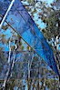 The Giraffe Traps, or what is officially known as Two Running Violet V Forms, was the second piece in the Stuart Collection at University of California San Diego (UCSD).  Commissioned in 1983 and produced by Robert Irwin, the odd fence resides in the eucalyptus grove between Mandeville Auditorium and Central Library. University of California, San Diego, La Jolla, California, USA. Image #12842