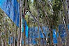 The Giraffe Traps, or what is officially known as Two Running Violet V Forms, was the second piece in the Stuart Collection at University of California San Diego (UCSD).  Commissioned in 1983 and produced by Robert Irwin, the odd fence resides in the eucalyptus grove between Mandeville Auditorium and Central Library. University of California, San Diego, La Jolla, California, USA. Image #12843