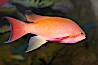 Lyretail fairy basslet, male. Image #12866