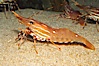 Spot prawn. Image #12872