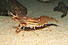 Spot prawn. Image #12873