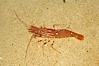 Spot prawn. Image #12874