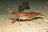 Spot prawn. Image #12875
