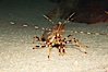 Spot prawn. Image #12876