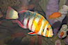 Harlequin tuskfish. Image #12885