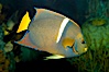 King angelfish. Image #12889
