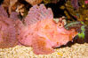 Weedy scorpionfish.  Tropical scorpionfishes are camoflage experts, changing color and apparent texture in order to masquerade as rocks, clumps of algae or detritus. Image #12898