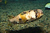 Freckled porcupinefish. Image #12908