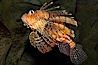 Lionfish. Image #12925