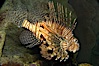 Lionfish. Image #12926