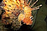 Lionfish. Image #12927