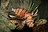 Lionfish. Image #12928