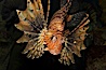 Lionfish. Image #12929