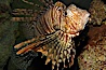 Lionfish. Image #12930