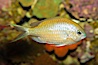 Blue-green chromis. Image #12955