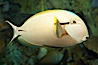 Blackstripe surgeonfish. Image #12961